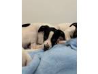 Adopt Kiwi a Hound, American Staffordshire Terrier