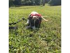 Adopt Fig a Hound, American Staffordshire Terrier