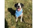 Adopt Mango a Hound, American Staffordshire Terrier