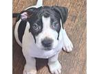 Adopt Lock a Mixed Breed