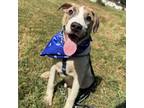 Adopt Watermelon a Hound, American Staffordshire Terrier