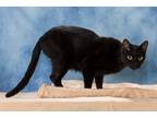 Adopt Sanchez a Domestic Short Hair