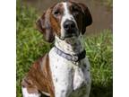 Adopt Julius a Hound, Mixed Breed