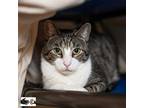 Adopt Chopper - Available from Foster a Domestic Short Hair