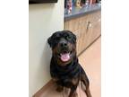 Adopt Bjorn (jojo) a Rottweiler