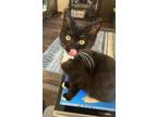 Adopt Polaroid a Domestic Short Hair