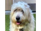 Adopt Timmy a Great Pyrenees, Corgi