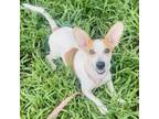 Adopt Floppy a Mixed Breed