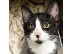 Adopt Volanus a Domestic Short Hair