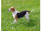 Adopt John Wayne a Hound