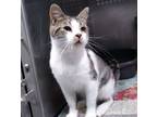 Adopt Hemi a Domestic Short Hair