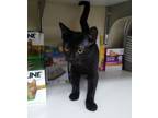 Adopt Berry a Domestic Short Hair