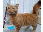 Adopt River a Domestic Medium Hair