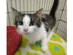 Adopt Sergio a Domestic Medium Hair