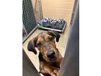 Adopt Moon a Mixed Breed