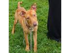 Adopt Derby a Pit Bull Terrier, Mixed Breed