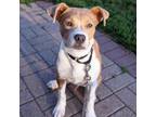 Adopt Tax a Pit Bull Terrier, Mixed Breed