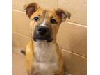 Adopt Apple a Shepherd, Mixed Breed