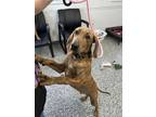 Adopt Tiger a Plott Hound, Mixed Breed