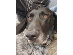 Adopt Hugo a German Shorthaired Pointer
