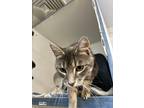 Adopt Dillon a Abyssinian