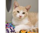 Adopt Prince Harry a Domestic Short Hair