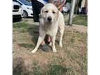 Adopt Avalanche Stay Hold 8/20 a Mixed Breed, Great Pyrenees