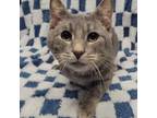 Adopt Stanley a Domestic Short Hair