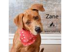 Adopt Zane a Mixed Breed