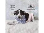 Adopt Pooh a Basset Hound, Pointer