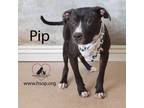 Adopt Pip a Pit Bull Terrier