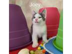 Adopt Joey a Domestic Short Hair