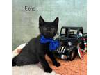 Adopt Echo a Domestic Short Hair