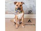 Adopt JP a Shepherd