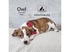 Adopt Owl a Basset Hound, Pointer