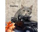 Adopt Stanley a Domestic Short Hair