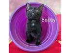 Adopt Bobby a Manx