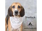 Adopt Sherlock a Hound