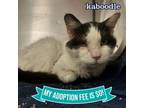 Adopt Kaboodle a Domestic Short Hair