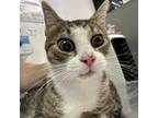 Adopt Pedro a Domestic Short Hair