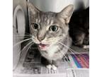 Adopt Mr. Peanutbutter a Domestic Short Hair