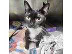 Adopt Todd a Domestic Short Hair