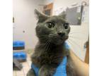 Adopt Pinky Penguin a Domestic Short Hair