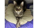 Adopt Lenny Turtletaub a Domestic Short Hair