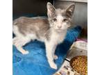 Adopt BoJack a Domestic Short Hair