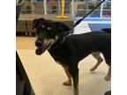 Adopt Chase a Mixed Breed