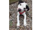 Adopt Theo a Pit Bull Terrier, Mixed Breed