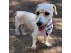 Adopt Doozy - Chino Hills Location a Poodle