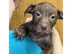 Adopt Professor X a Labrador Retriever, Mixed Breed
