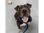 Adopt Jester a Pit Bull Terrier
